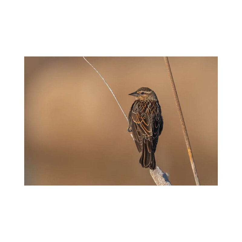 Beautiful Female Sparrow by Louis Ruth - Wrapped Canvas Print, 20.32 cm H x 30.48 cm W