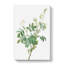 White Downy Rose by Pierre-Joseph Redoute - Wrapped Canvas Print-55305090