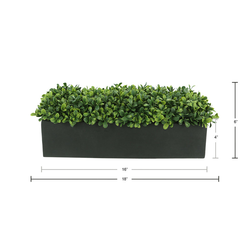 Nature's Nostalgia 6'' Faux Boxwood Plant in Fiberstone Planter, Black