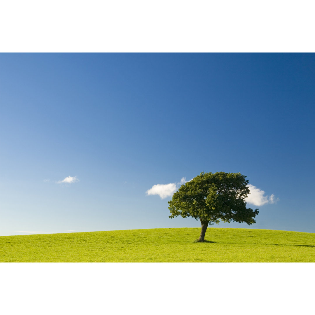 Landschaft mit einzelnem Baum von Icimage - Druck auf Leinwand ohne Rahmen