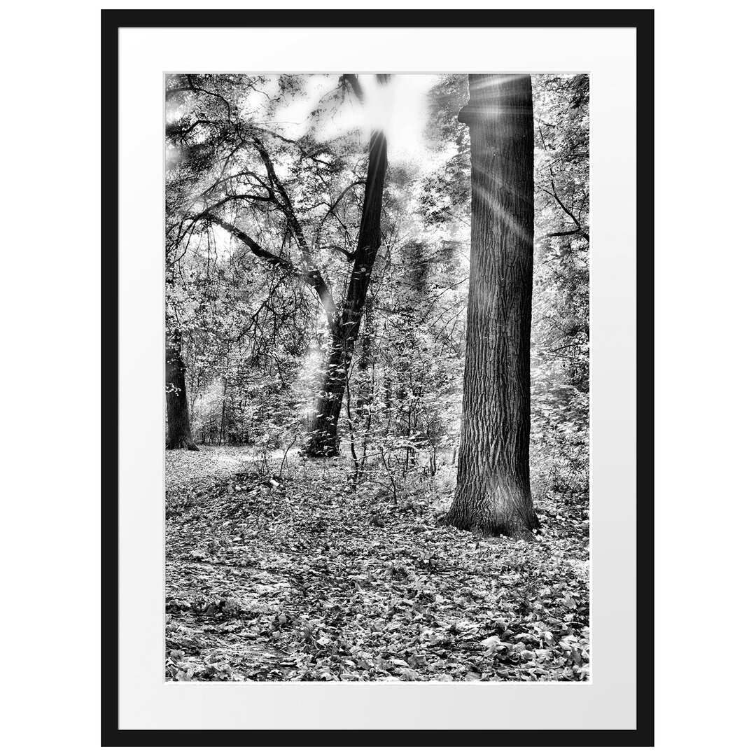 Gerahmtes Poster Sonnenstrahlen auf Waldlichtung