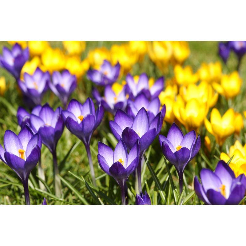 Purple And Yelloe Crocuses by Schnuddel - Wrapped Canvas Print, 81cm H x 122cm W