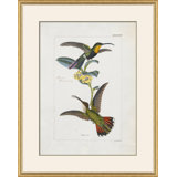 Hummingbirds Giclee Print
