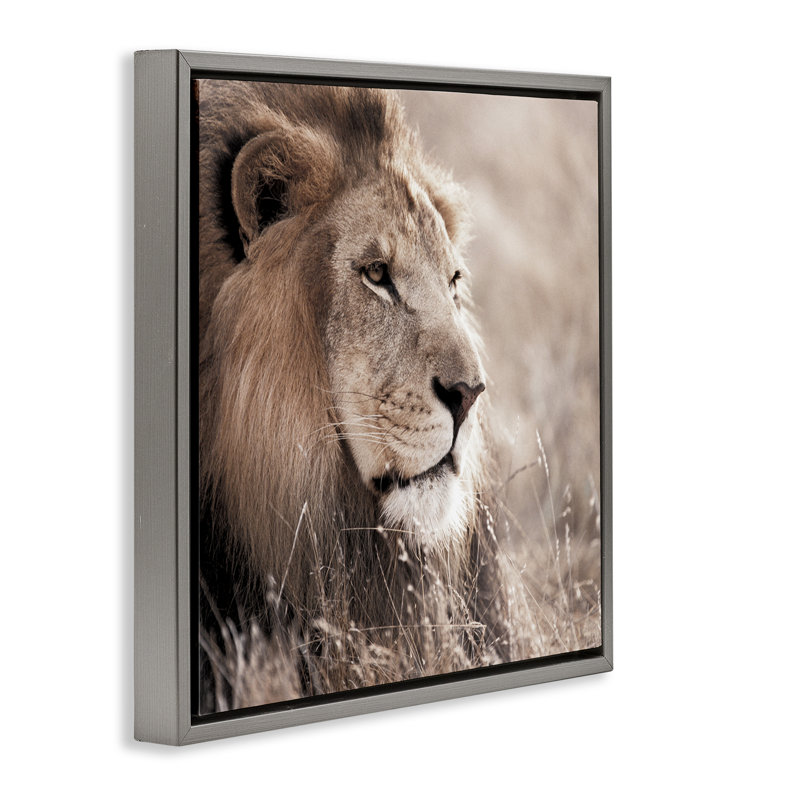 «Strong Gazing Lion», art mural sur toile par Danita Delimont, Cadre flottant gris lustré, H 18 po x l 18 po