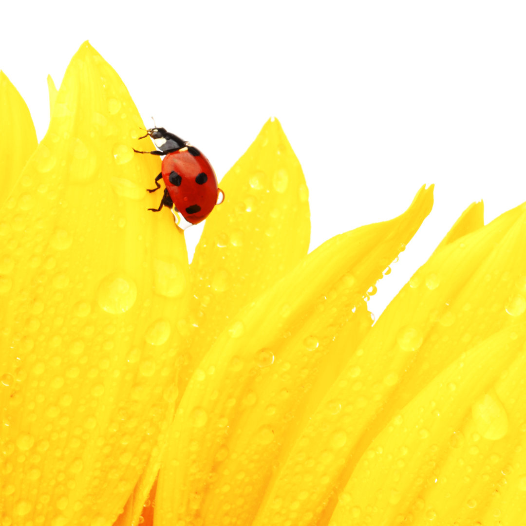 Marienkäfer auf Sonnenblume - Kunstdrucke auf Leinwand