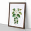 Dogwood Flowers by Pierre-Joseph Redoute - Picture Frame Painting Print-55545705-55545709