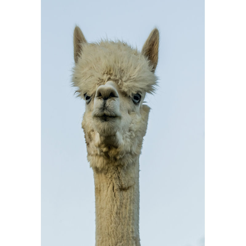 Alpaca Portrait IV by Tyler Stockton - Wrapped Canvas Print, 46cm H x 30cm W x 3.8cm D