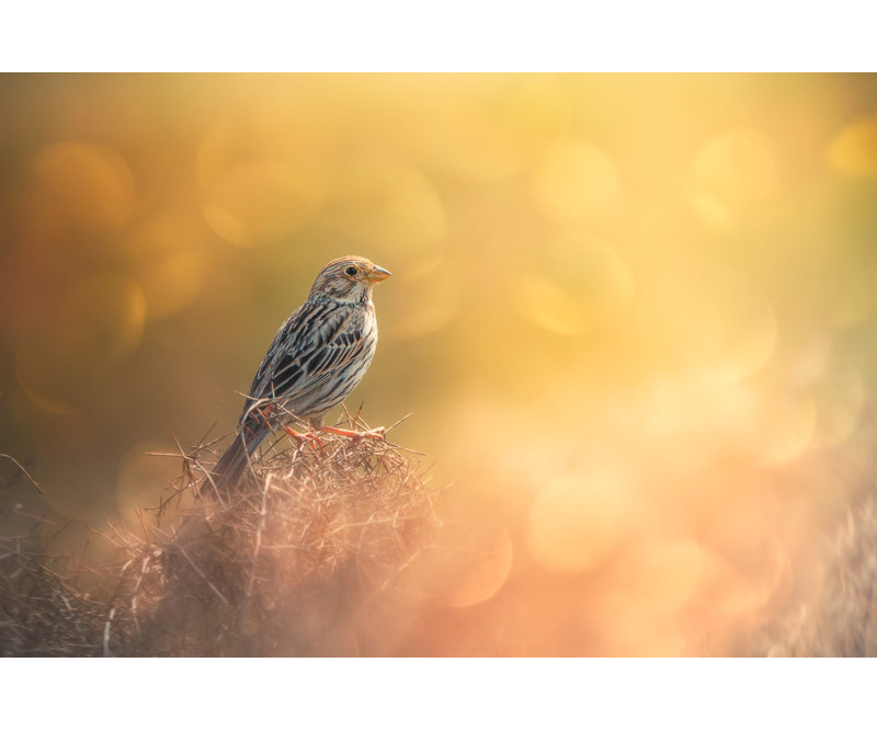 Wrapped Canvas Print, 50.8 cm H x 76.2 cm W