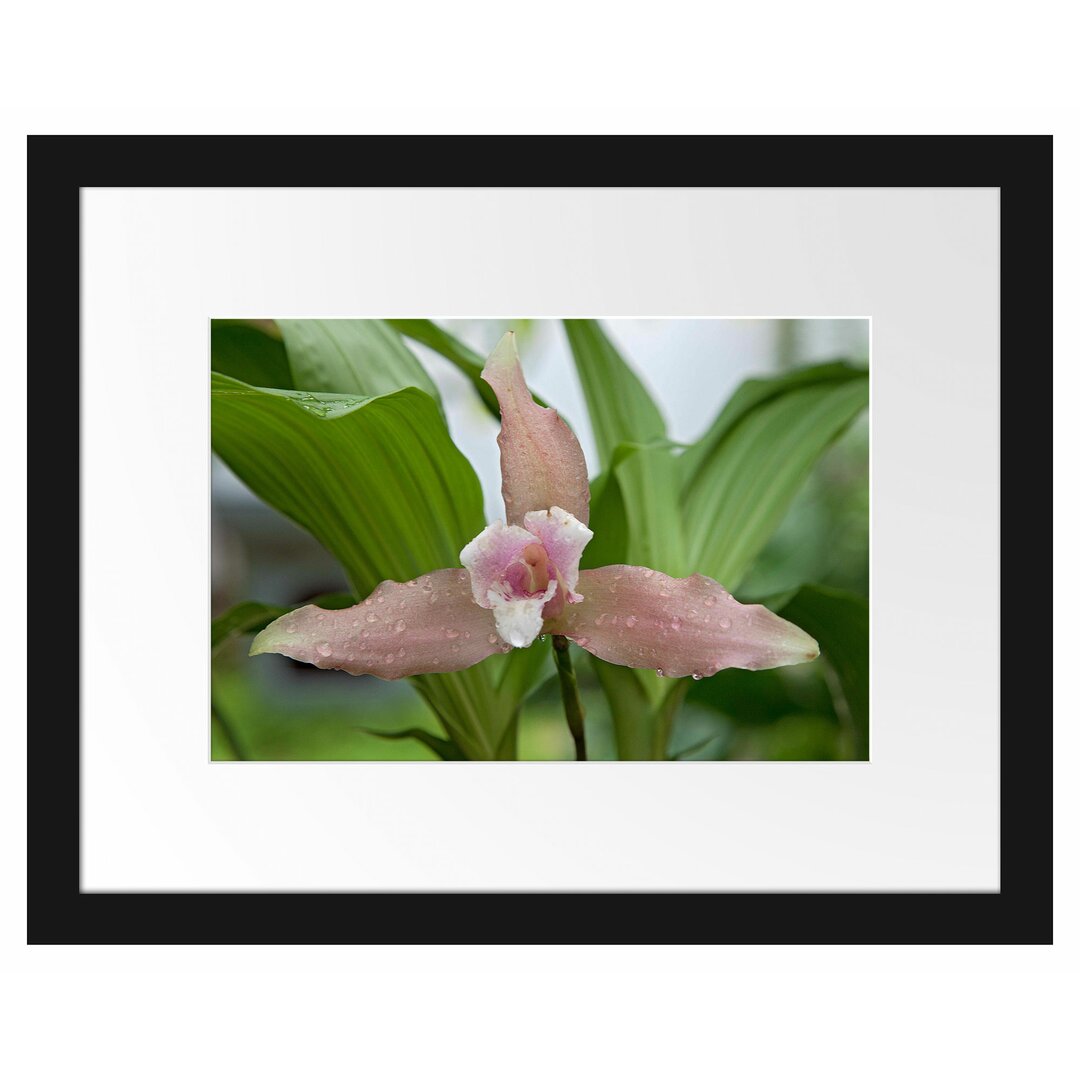 Außergewöhnlich schöne Blume Gerahmter Fotodruck Poster