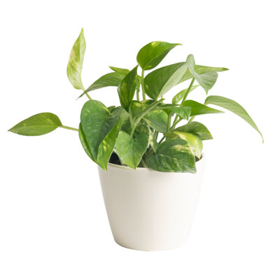 Golden Pothos Devil's Ivy in Ceramic Planter