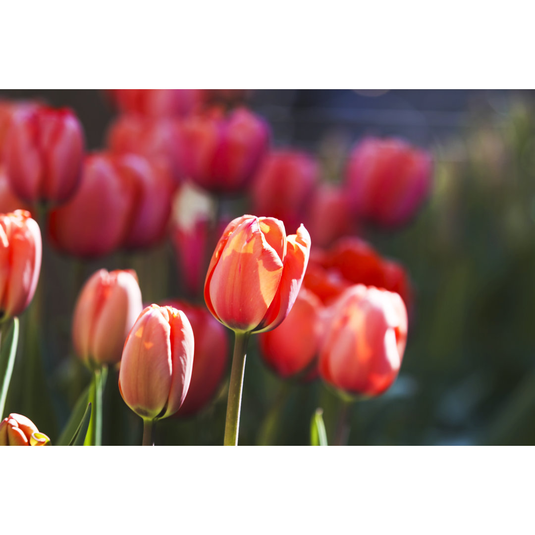 Rote Tulpen blühen im Garten