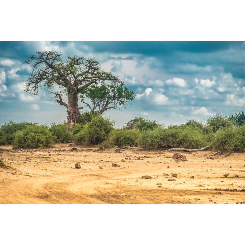 Baobab Tree In Botswana by Leamus - Wrapped Canvas Print, 61cm H x 91cm W x 3.8cm D