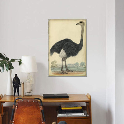 " The Ostrich " by PI Collection