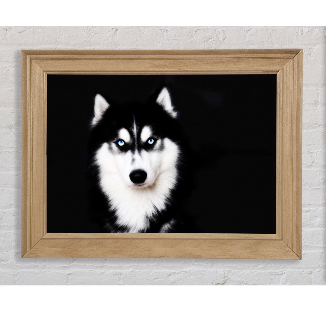 Husky Hund Liebe - Einzelner Bilderrahmen Kunstdrucke