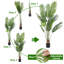 Palmier artificiel, grand faux palmier tropical avec 12 troncs détachables-130228305