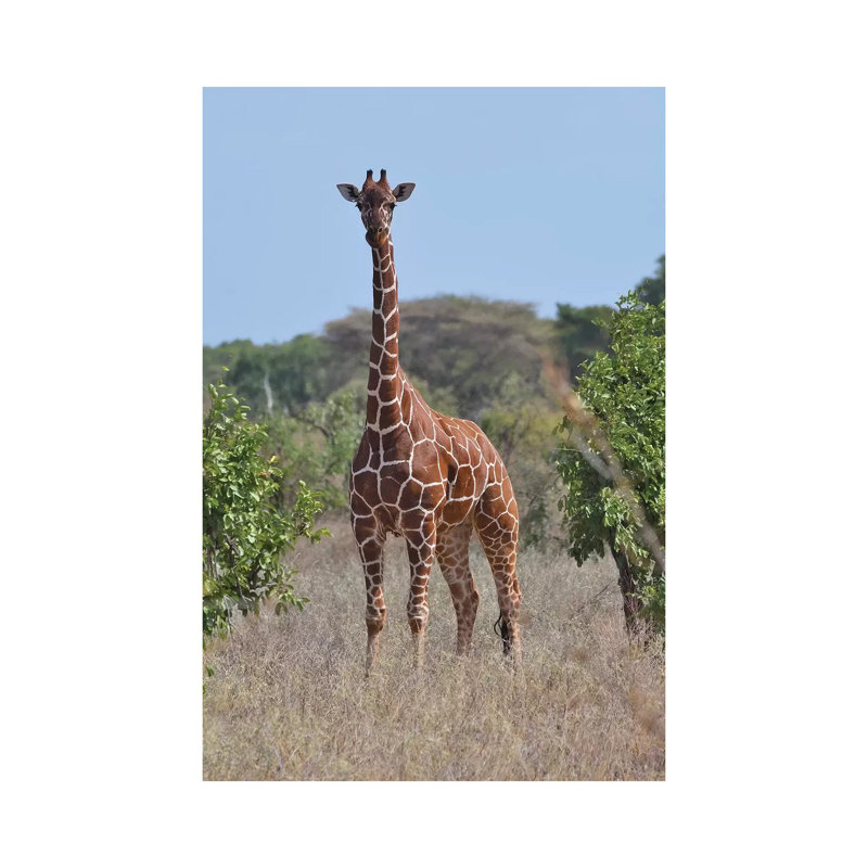Reticulated Giraffe Frontal by Elmar Weiss - Print on Canvas, Wrapped Canvas, 20.32 cm H x 30.48 cm W