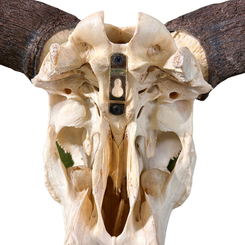Real Wildebeest Antelope Skull