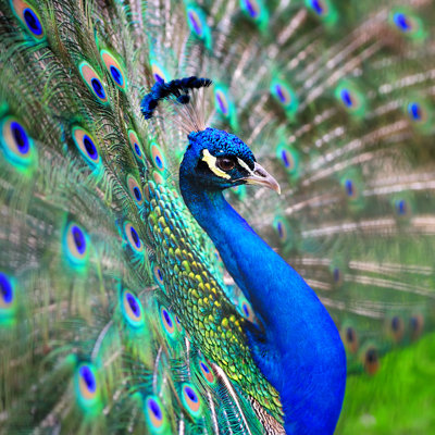 Paon - photographie sur toile tendue