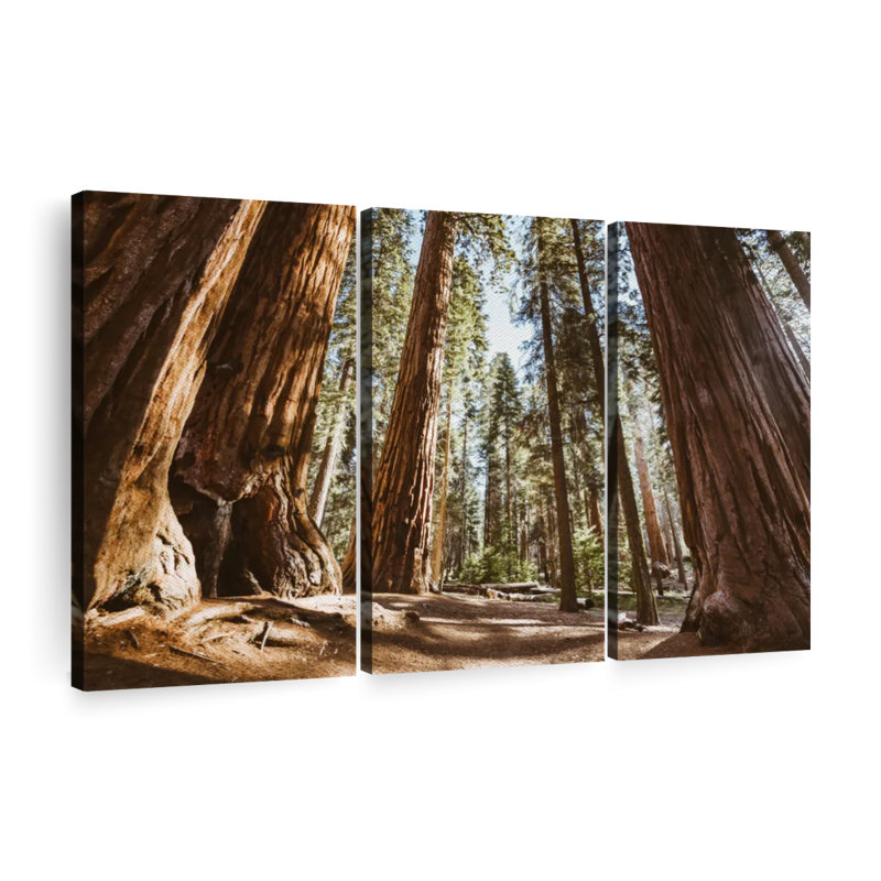 " Summer In Sequoia Park ", 20" H x 33" W x 1.25" D