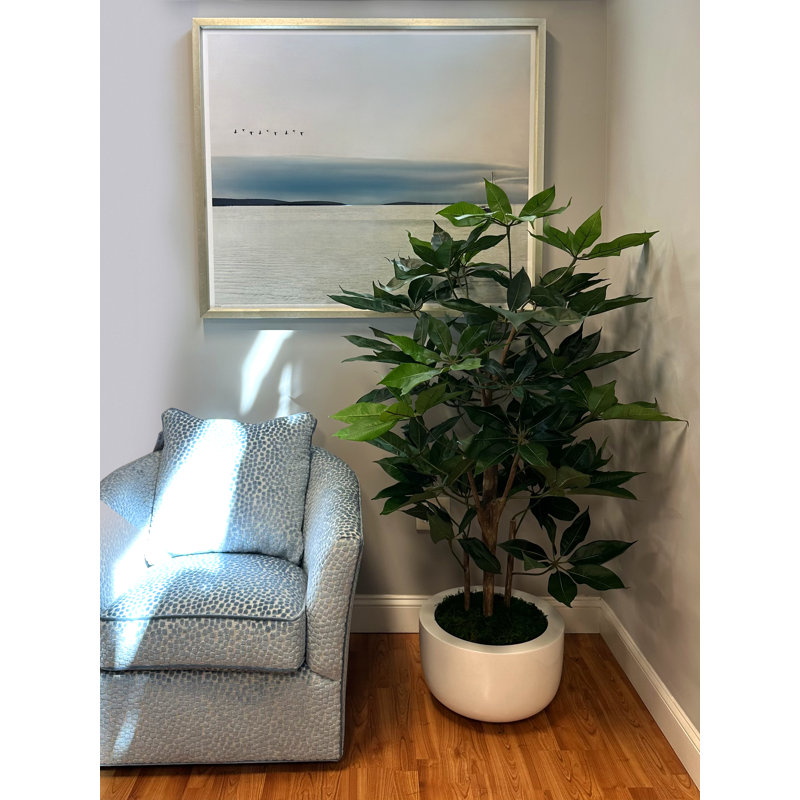 Organic Modern 5' Schefflera In Fiberstone Planter