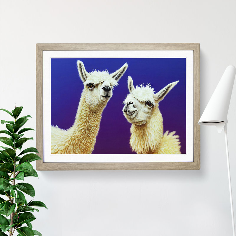Thrilling Llamas - Single Picture Frame Print, 46cm H x 64cm W x 2cm D, Oak Framed
