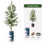 68 plantes-95099208