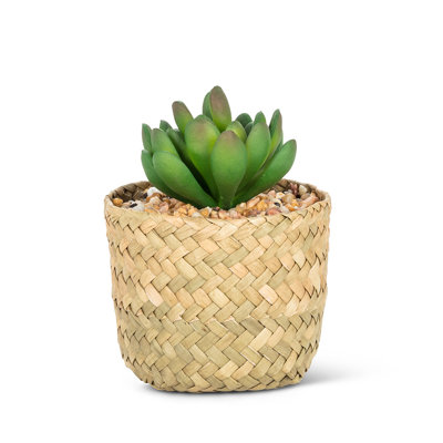 Plante grasse jade dans un panier tressé