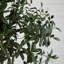 108 po plante