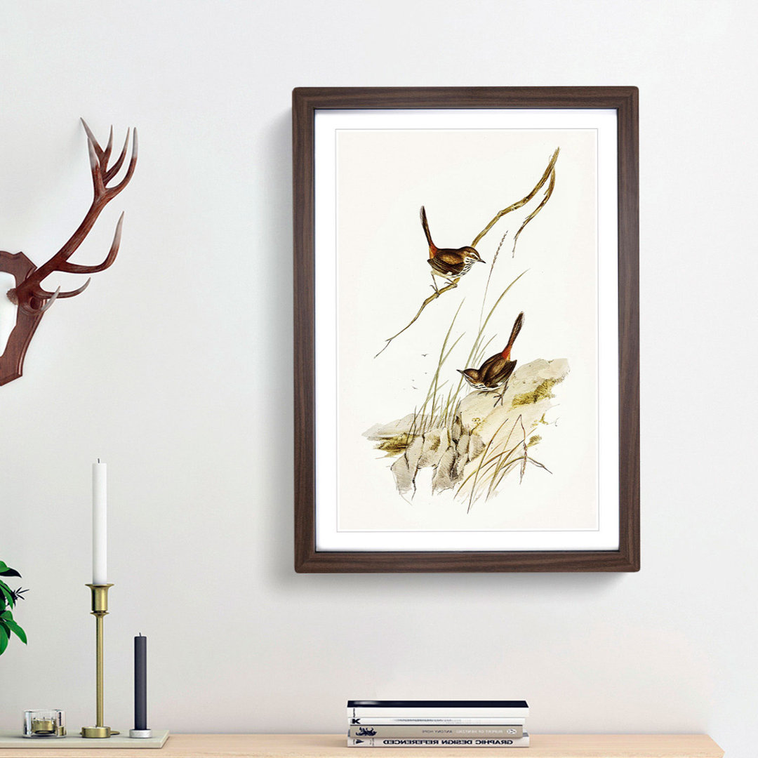 Cautious Wren by Elizabeth Gould - Picture Frame Graphic Art Print