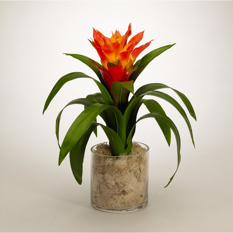 Tropical Bromeliad Centerpiece in Glass Jar, Orange