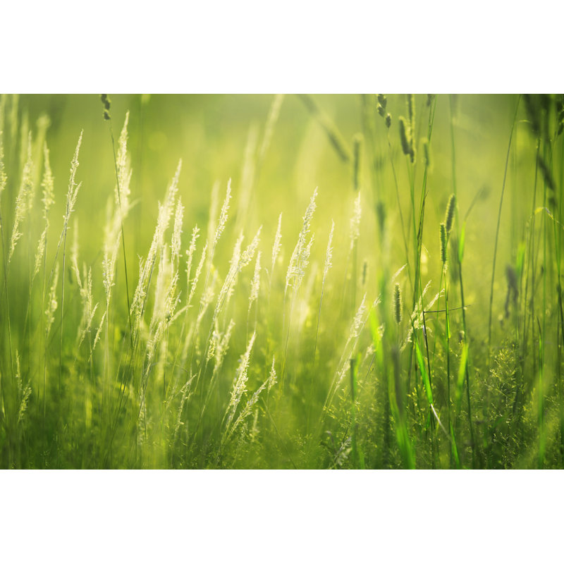 In Dawn Light by Nico_blue - No Frame Print on Canvas, 81cm H x 122cm W