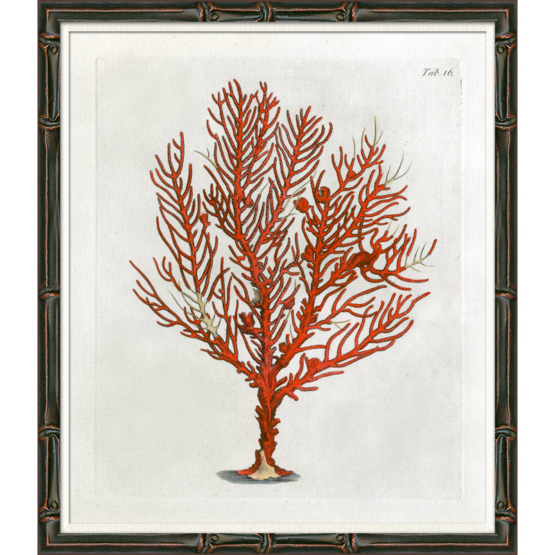 Red Coral Illustration IV Giclee Print by Soicher Marin Archives