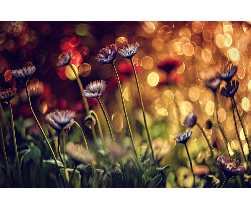 Wrapped Canvas Print, 121.92cm H x 81.28cm W
