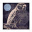 Art sur toile «Bachelor Sasha Owl 1»-104138879