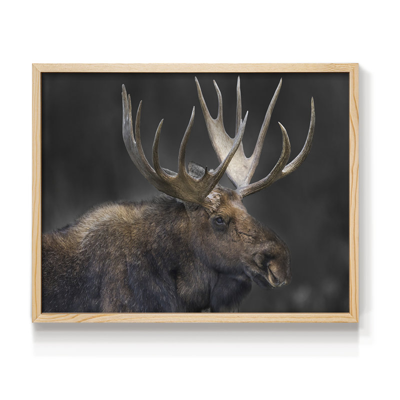 Moose Portrait -Framed Print - Restickable, Natural, 16" H x 20" W