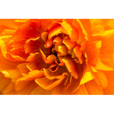 Fleur d'oranger - photographie sur toile tendue