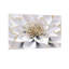 Plantes et fleurs fleur blanche avec des accents dorés-2019178764-2019178802-2019178765