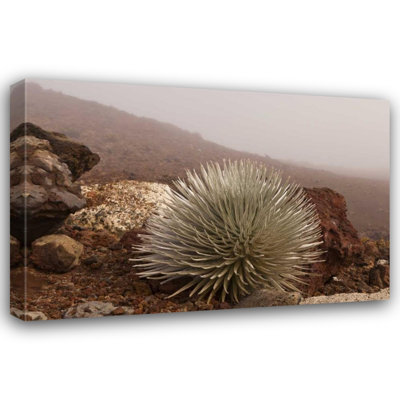  Illg, Cathy and Gordon Gallery Wrapped Canvas Art Titled: Hawaii, Maui, Haleakala NP Silversword plant