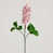 Rose est en rupture de stock