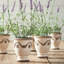 French Lavender Floral Arrangements in Pot