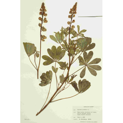 Herbier 2