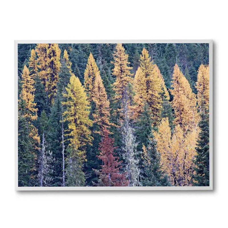 Autumn Tamarack Forest Print by Bruce Heinemann, White Floater Framed Canvas, No Mat, 16" H x 20" W