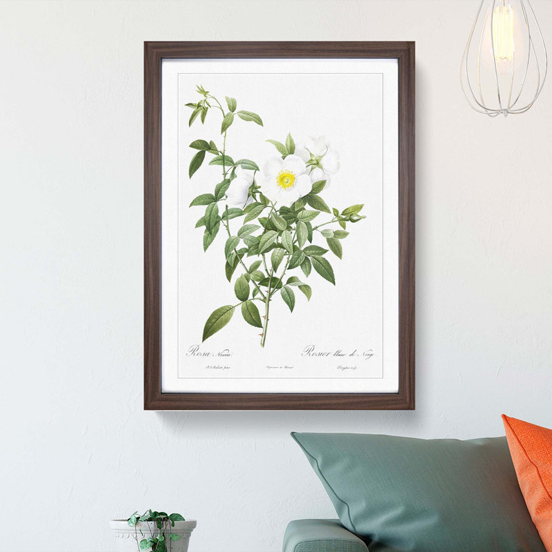 Cherokee Rose in White by Pierre-Joseph Redoute - Picture Frame Painting Print, 48cm H x 36cm W x 2cm D, Walnut Framed