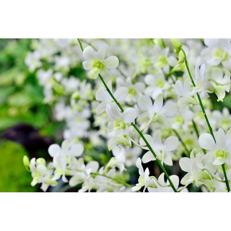 White Orchid by Zorazhuang - No Frame Print on Canvas, 51cm H x 76cm W