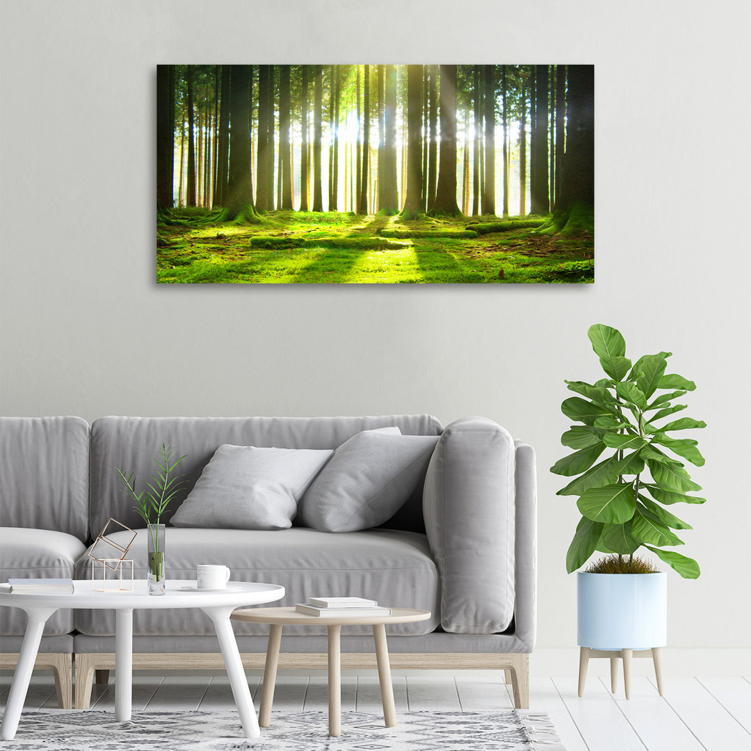 Wald in der Sonne - Kunstdrucke auf Leinwand - Wrapped Canvas