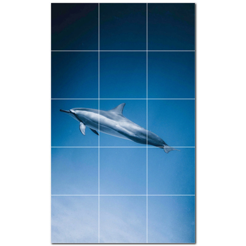 Dauphin photo 8 x 8
