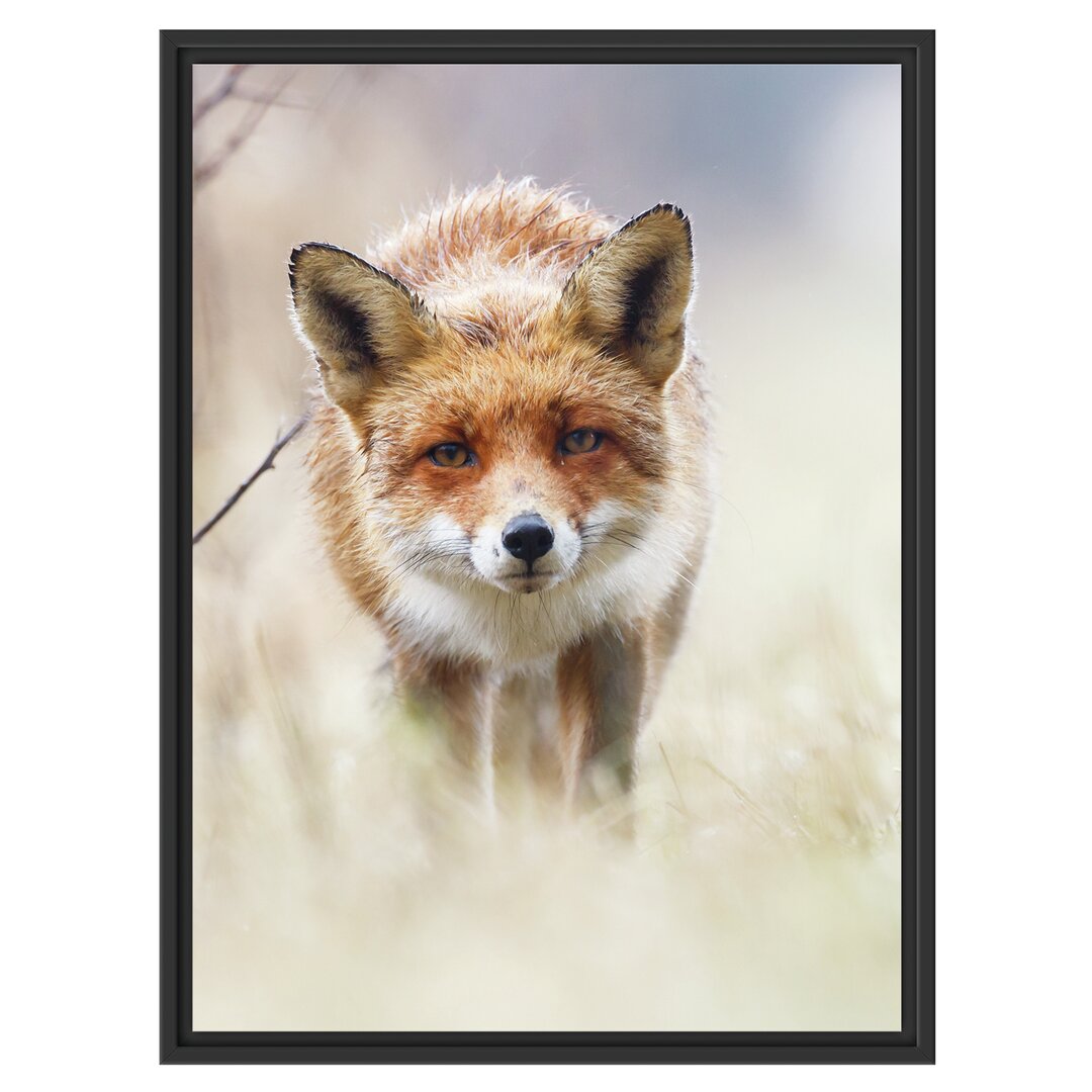 Gerahmtes Wandbild Schleichender fuchs