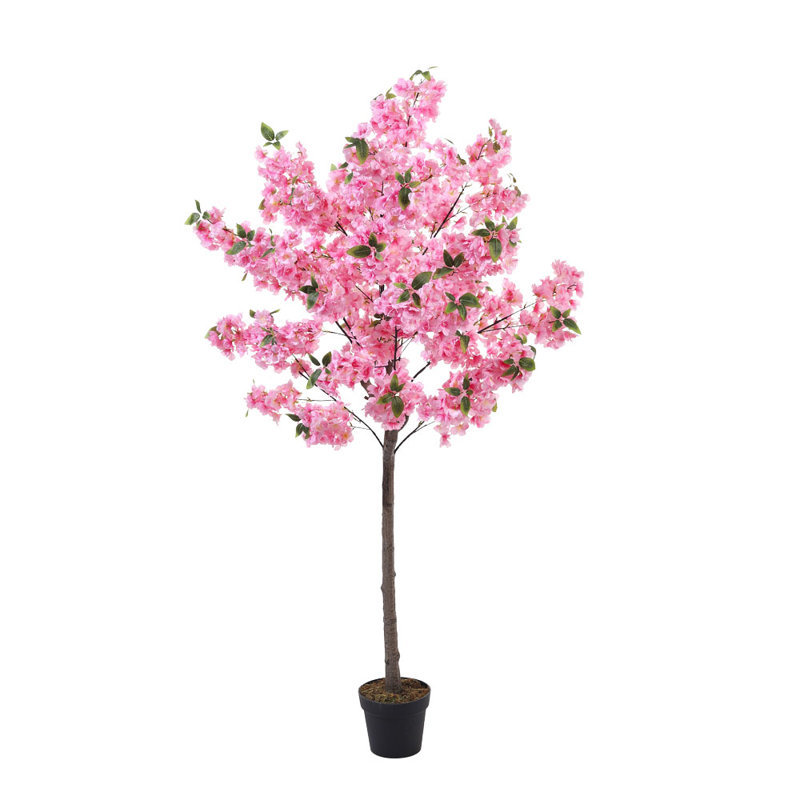 185cm Plant