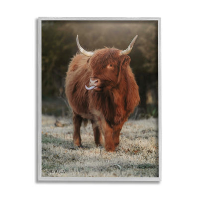 Bouvier Highland, animal de campagne - photographie