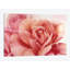 «Pink Rose II», impression sur toile-29483379-73649467-73649473